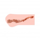 Мастурбатор-вагина Monica без вибрации - KOKOS - в Батайске купить с доставкой